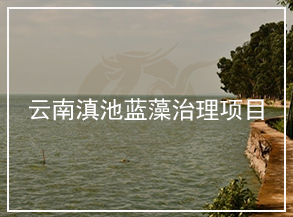 云南滇池去除藍藻試驗